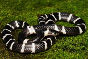 Common Krait