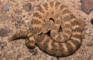 Tiger Rattlesnake