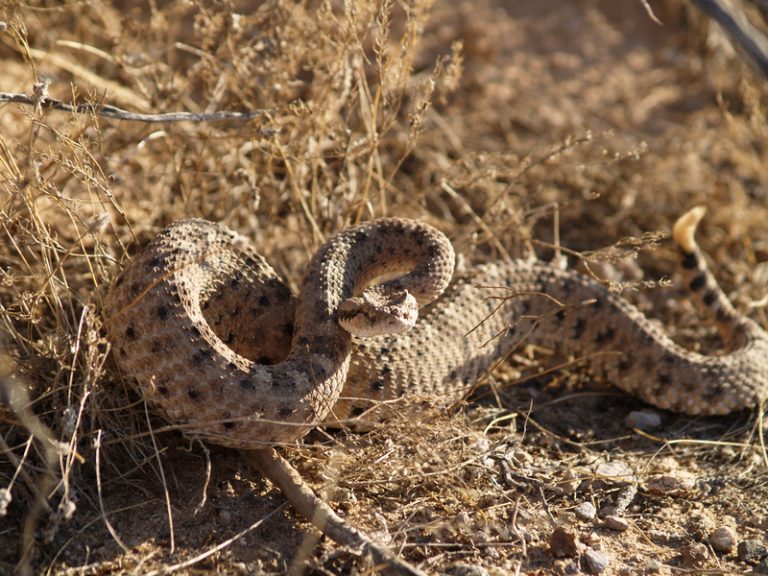 sidewinder snake – News to Share